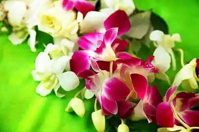 Picture for song 'For you a Lei.mp3' by artist 'Rex Reynolds'