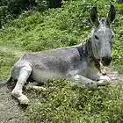 Picture for song 'ass' by artist 'Allan Wazacz'