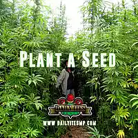 Picture for song 'Hard Reggae Beat Instrumental Plant a Seed 2016 ' by artist 'Daily Ites'