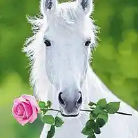 Picture for song 'Silent Neigh 2017' by artist 'Jammer59'