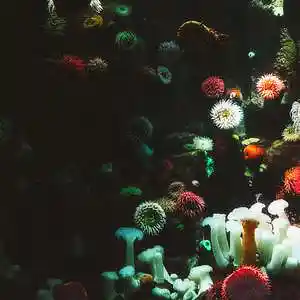 Picture for song 'MEU' by artist 'Sweeny Beats'