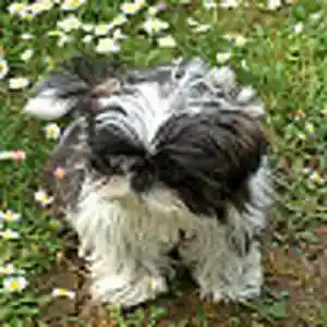 Picture for song 'Pour Asia' by artist 'Christian Faivre'