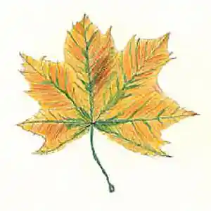 Picture for song 'Promenade d'automne' by artist 'Christian Faivre'