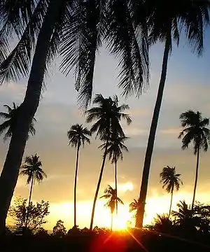 cover pic