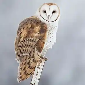 Picture for song '1 Only - BOI1DA x TH!SDA1' by artist 'Initial Music Group'