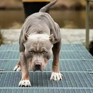 Picture for song 'Pamper Me (BUY 2 GET 1 FREE)' by artist 'D-Money On The Beat'