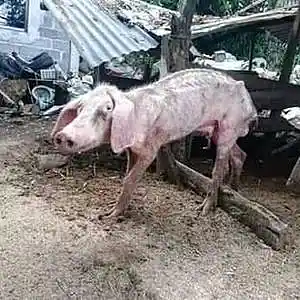 Picture for song 'TeKa PiG' by artist 'Rap Fathers'