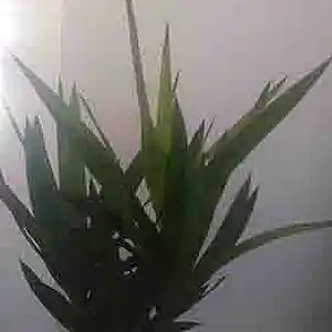 Picture for song 'Iltapaiva (FREE DOWNLOAD!)' by artist 'BROTHER P ON THE TRAK'