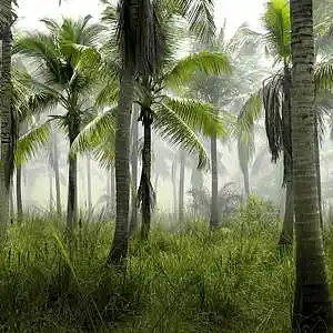 Picture for song 'Jungle Jump' by artist 'The XTrackt. Eric Maxwell'