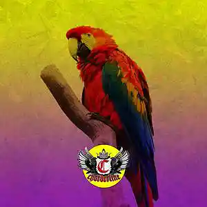 Picture for song 'PARROT (Iann Dior Bernard Jabs Type Beat)' by artist 'Chorderline'