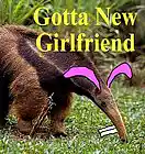 Picture for song 'Gotta New Girlfriend' by artist 'Frank Rabbit and the Bobtails'