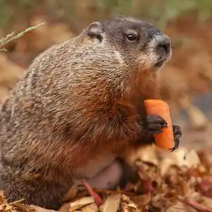 Picture for song 'Rabbits & Groundhogs' by artist 'Kamileon'