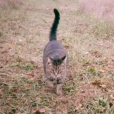 Picture for song 'Little Miss Nefarious' by artist 'Little Bobby Cosgrove'