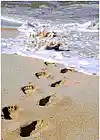 Picture for song 'Footprints' by artist 'Moja'