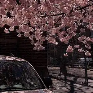 Picture for song 'Thoughts' by artist 'Bazzan'