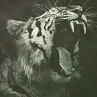 Picture for song '..:: PREDATOR ::.. (FreeDL!)' by artist 'VEYSIGZ BEATS'