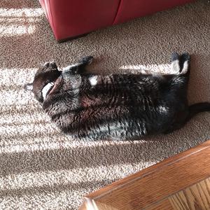 Picture for song 'RamBlend Rose_mixdown_01' by artist 'Larry Banks'