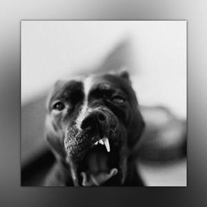 Picture for song 'Freestype Trap Type Beat - GROWL' by artist 'tiebrkr'