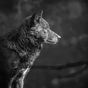 Picture for song 'The Lone Wolf' by artist 'Prod.RandyKaey'