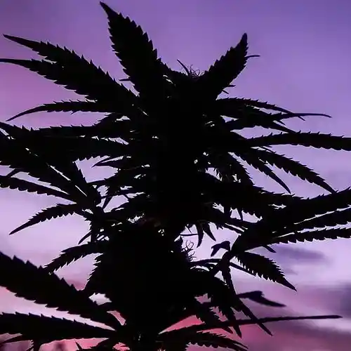 Picture for song '"KUSH" BUY 1 GET 1 FREE prod. @rocktee 2021' by artist 'rocktee'