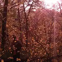 Picture for song 'Crickets' by artist 'Tyler Murmurs'