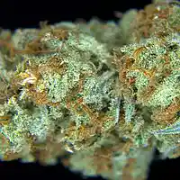 Picture for song 'PSYCHEDELIC NUGGET' by artist 'SEAN CHRIST'