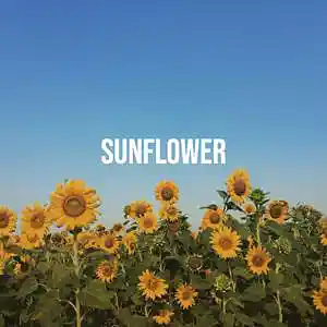 Picture for song 'SUNFLOWER (POP)' by artist 'JuSaMeLoDy'