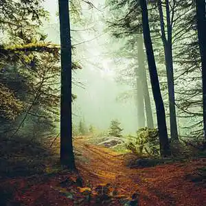 Picture for song 'Serene' by artist 'Netuno Soundtracks'