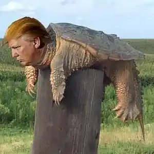 Picture for song 'MAGA UPON TURTLE MAGNETS (Prod by Providence)' by artist 'Providence Beats'