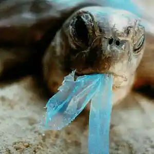 Picture for song 'PLASTIC TIDE' by artist 'DOOMTRAINmusic'