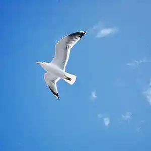 Picture for song 'You're Gonna Be Free' by artist 'Patricia Bishop Song Collaborations'