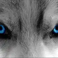 Picture for song 'Wolf Eyes' by artist 'Yonk Productions'