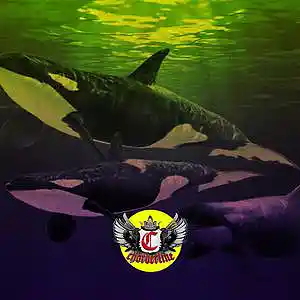 Picture for song 'ORCA (Tyla Yaweh Roddy Ricch type beat)' by artist 'Chorderline'