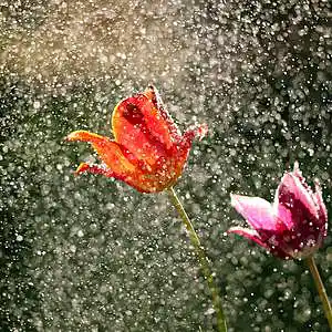 Picture for song 'Spring Rain' by artist 'Jammer59'