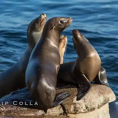 Picture for song '"SEA LIONS" TYPE BEAT' by artist 'L1DAPRODUCER'