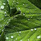 Picture for song 'Waiting For The Rainy Season' by artist 'The Electric Cow Bell Project'