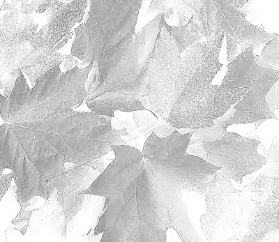 Picture for song 'Leaves of Silver' by artist 'The Sonic Salad'