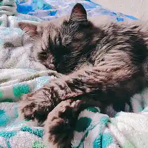 Picture for song 'Obhodi shelupon - nightmare' by artist 'Obhodi shelupon'