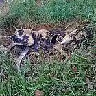 Picture for song 'My Neighor's Dead Dog Rover (live at Marscon)' by artist 'Art Paul Schlosser'