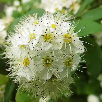 Picture for song 'Die Spaltung Der Sechsten Seele' by artist 'Restsound'