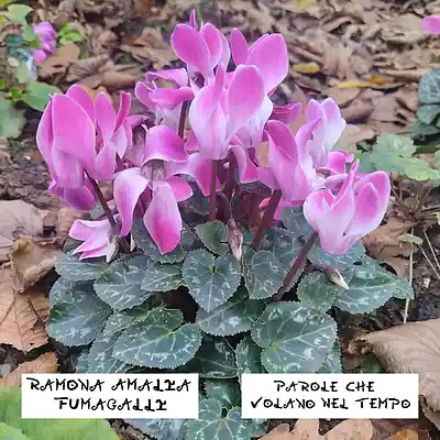 Picture for song 'Solletico' by artist 'Ramona Amalia Fumagalli'