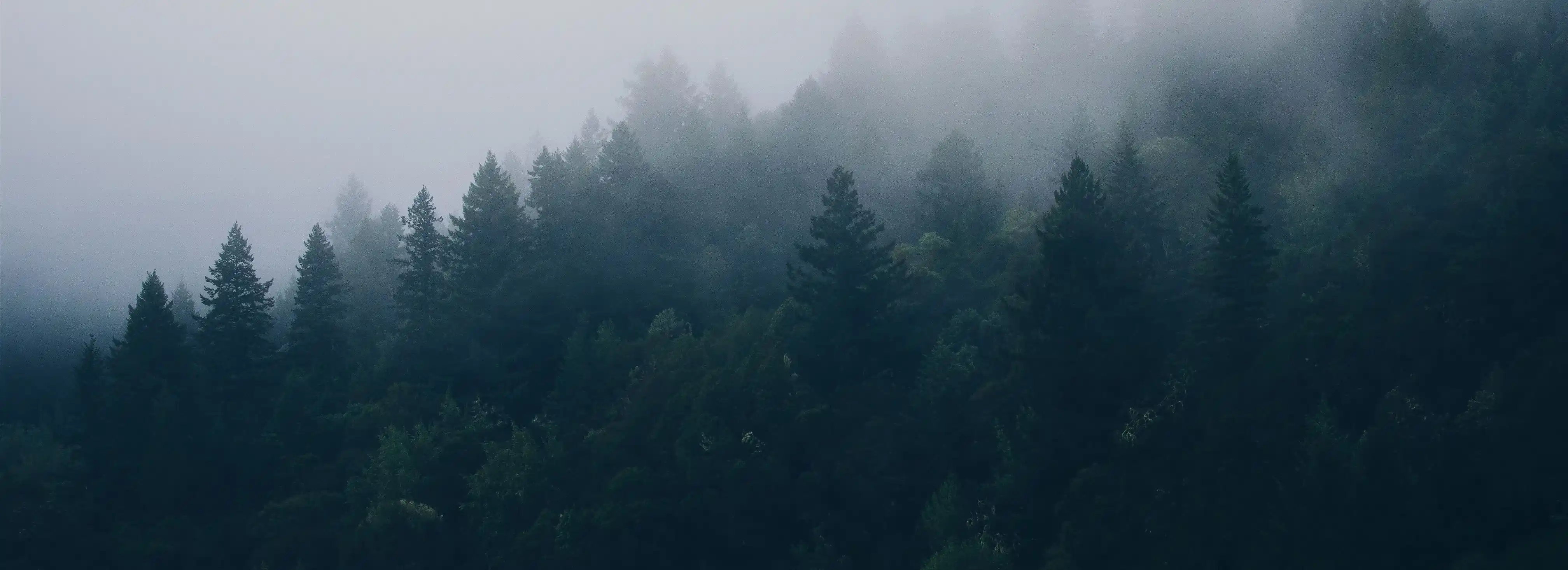cover pic