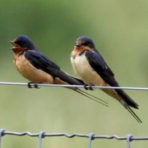 Picture for song 'Back To Eden Love Song' by artist 'John Layne and the Aeon's Promise Band'