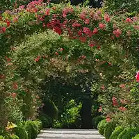 Picture for song 'In the rose garden' by artist 'Gabriel 880'