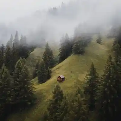 Picture for song 'in the woods.' by artist 'grcia.'