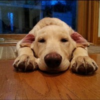 Picture for song 'One You One Me One Heart' by artist 'JesseHaney'