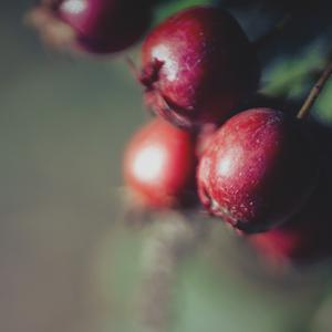 Picture for song '2. Cherry Poppin' (What's Poppin' Inspired Beat)' by artist 'Lil C. Rap Therapist'