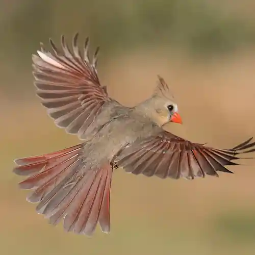 Song picture of 'Sighing Under Venus'