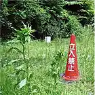 Picture for song 'water' by artist 'NOW (the band)'