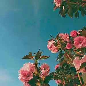 Picture for song '[FREE] HAPPY TRAP BEAT' by artist 'PROD. TommyontheTrack'